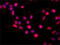 Anti-BMI1 antibody produced in rabbit 
