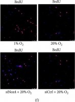 Anti-BrdU antibody, Mouse monoclonal 