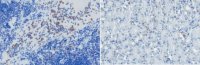 Anti-BST-2 (CD317) Antibody, clone 927 