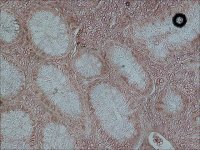 Anti-c-Fos antibody produced in rabbit 