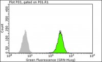 Anti-c-Jun Antibody, clone 6E4.4 