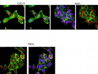Anti-c-Jun Antibody, clone 6E4.4 