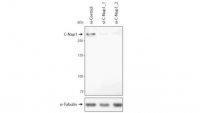 Anti-C-Nap1 (Cep250) Antibody, clone 150-230-1 