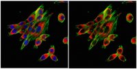 Anti-Calnexin Antibody 