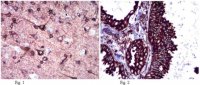 Anti-Calnexin Antibody 