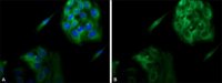 Anti-Calnexin antibody produced in rabbit