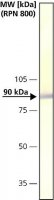 Anti-Calnexin antibody produced in rabbit