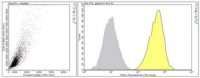 Anti-Calnexin Antibody, clone AF8 