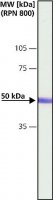 Anti-CaM Kinase II (CaMKII) antibody produced in rabbit 