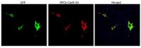 Anti-Cas9 (Rabbit Polyclonal) 