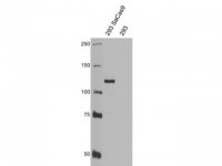 Anti-Cas9 Antibody, C-terminal Antibody, clone 5F1 Antibody, S. aureus 