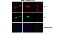 Anti-Cas9 Antibody, N-terminal Antibody, clone 6H4 Antibody, S. aureus 