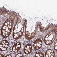 Anti-CASP9 antibody produced in rabbit 