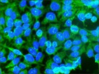 Anti-Caspase 3, Active antibody produced in rabbit 