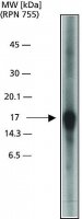 Anti-Caspase 3, Active antibody produced in rabbit