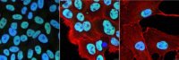 Anti-CCAR1 Antibody, clone 4B9.1