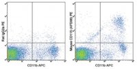 Anti-CD115 (c-fms) Antibody (mouse), PE, clone AFS98 MABF508