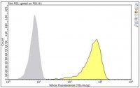 Anti-CD1b Antibody, clone BCD1b3.1 