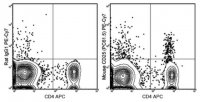 Anti-CD25 Antibody (mouse), PE-Cy7, clone PC61.5 MABF549