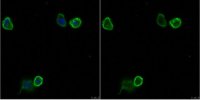 Anti-CD31/PECAM-1.3 Antibody, clone MBC 78.3 