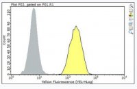 Anti-CD33 Antibody, clone P67.6 