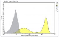 Anti-CD8 alpha Antibody, clone 53-6.72 