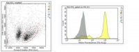 Anti-CD8a Antibody, clone YTS 169.4 