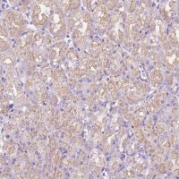 Anti-CEACAM7 antibody produced in rabbit 