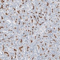 Anti-CFTR antibody produced in rabbit