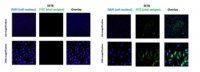 Anti-Chikungunya virus Antibody, clone 3E7b 