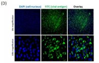 Anti-Chikungunya virus Antibody, clone 6A11 