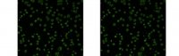 Anti-Chlamydial MOMP Antibody, clone B-D3 