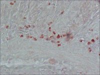 Anti-Cholecystokinin (26-33) (CCK-8) antibody produced in rabbit 