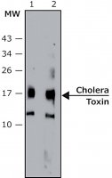 Anti-Cholera toxin, B Subunit (CTxB) antibody, Mouse monoclonal 