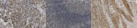 Anti-CHRNA2 Antibody, clone 5B2.1 