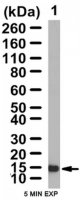 Anti-Claudin-5 Antibody 