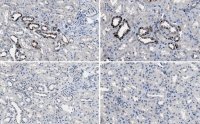 Anti-CLEC18A Antibody, clone 3A9E6 