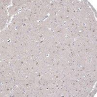 Anti-CNTF antibody produced in rabbit