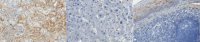 Anti-Complement C3a/C3a (desArg) Antibody, clone K13/16 