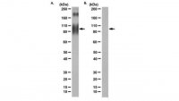 Anti-Complement receptor C5aR (CD88) Antibody, clone S5/1 