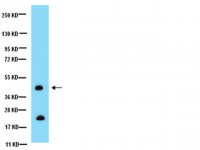 Anti-Connexin 43 Antibody, CT, cytosolic 