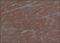 Anti-Connexin 43 antibody, Mouse monoclonal 