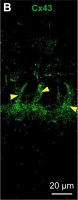 Anti-Connexin-43 antibody produced in rabbit 