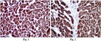 Anti-COX4 Antibody 