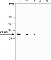 Anti-CPSF4 antibody produced in rabbit 