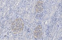 Anti-CRB3A Antibody, clone 1E6 