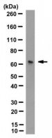 Anti-Cryptochrome-1 Antibody, clone D46-3361 