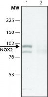 Anti-CYBB antibody produced in rabbit 