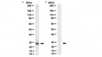 Anti-Cytochrome b Antibody, clone 5B3-6E3 