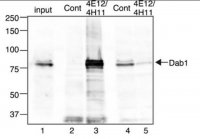 Anti-Dab1 Antibody, clone 4E12